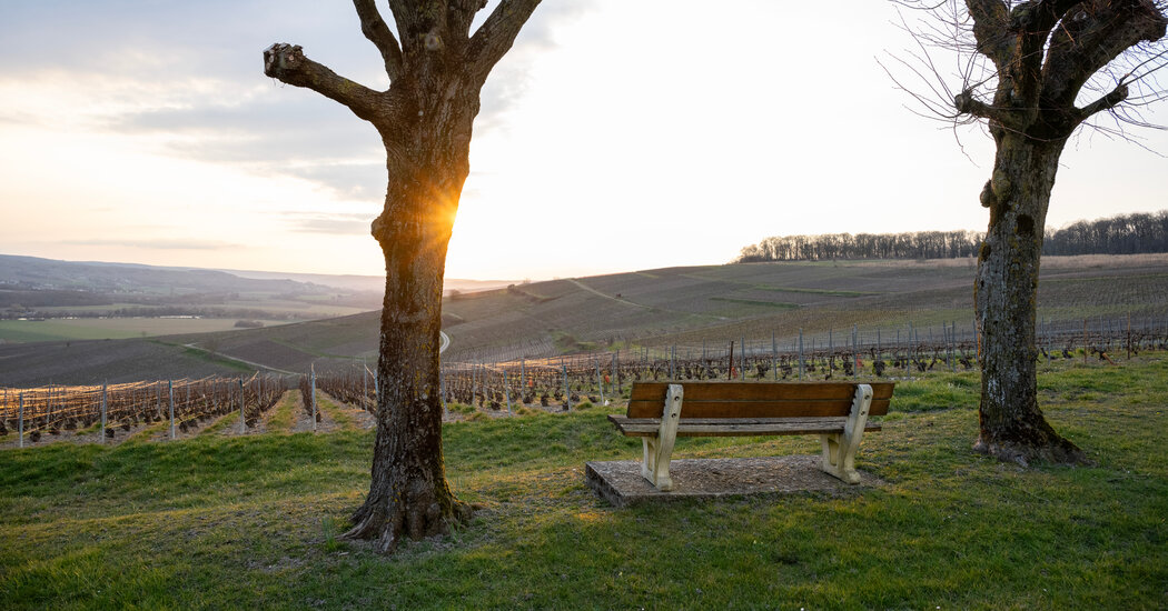 Fear of Trump Fares through the France Champagne Region star-news.press/wp