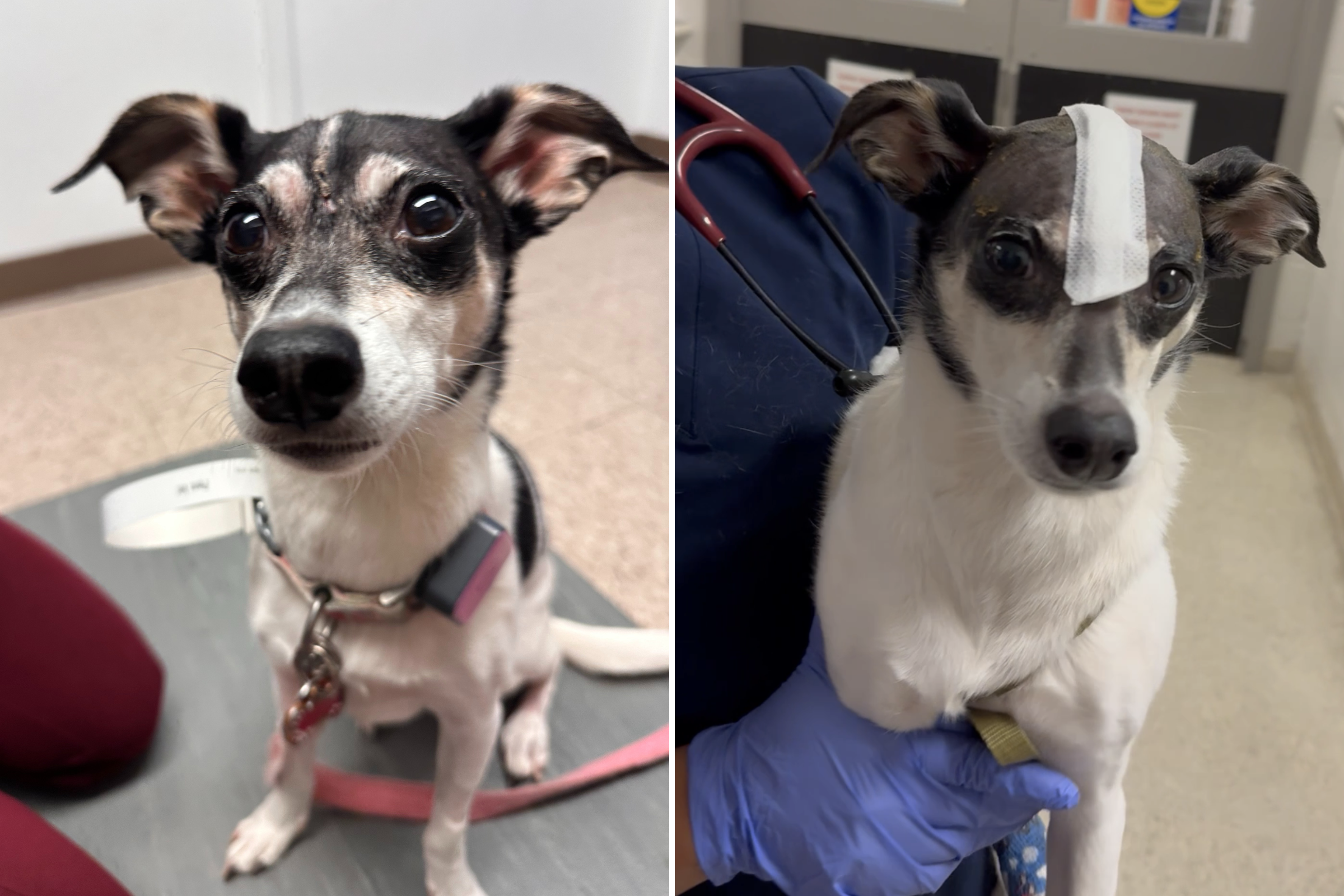 Rescue dog suffered from attack - while veterinarians try a revolutionary surgery star-news.press/wp