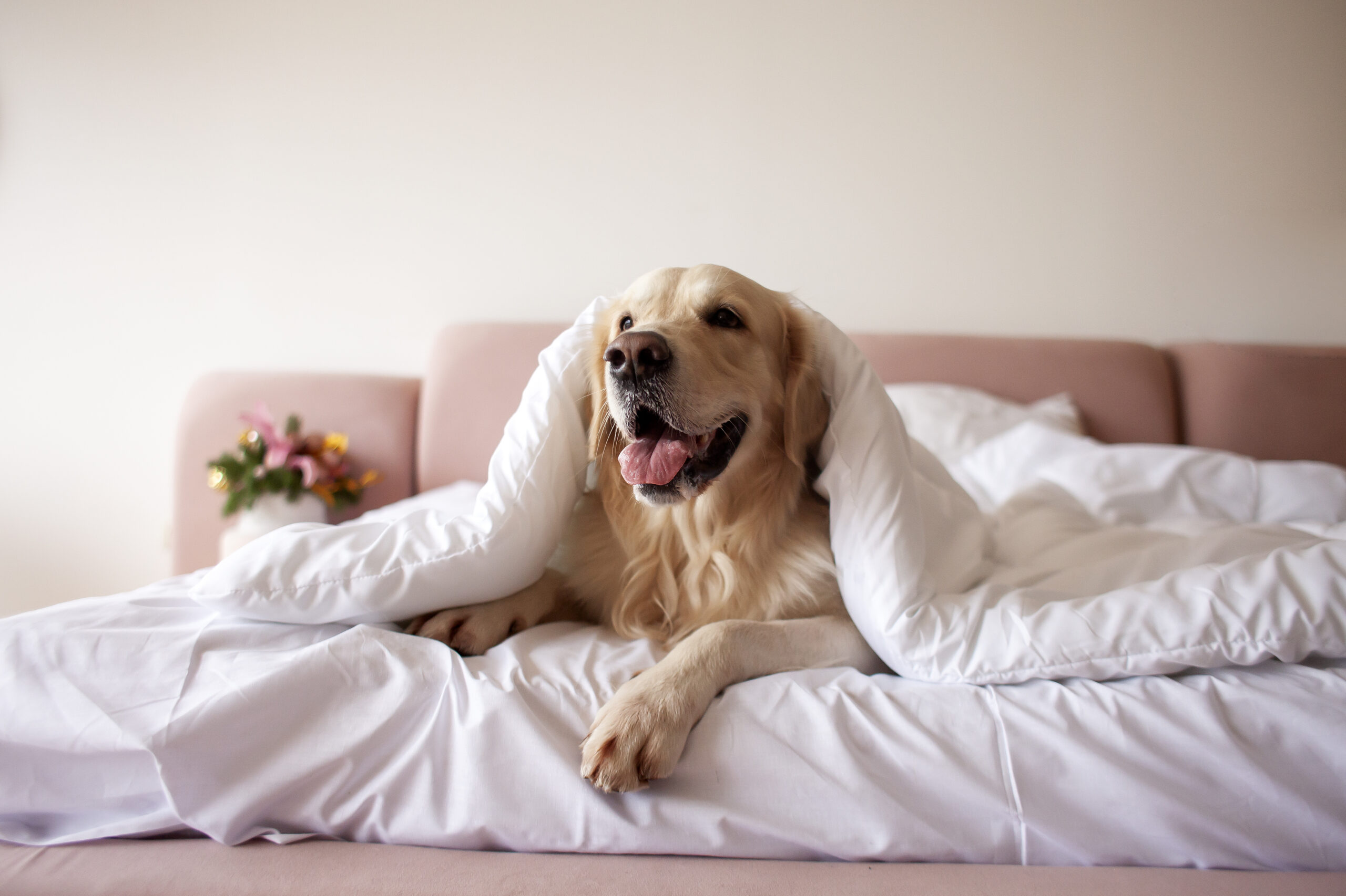 Do you need to let your pet sleep in your bed? Experts aspire to what is the best star-news.press/wp