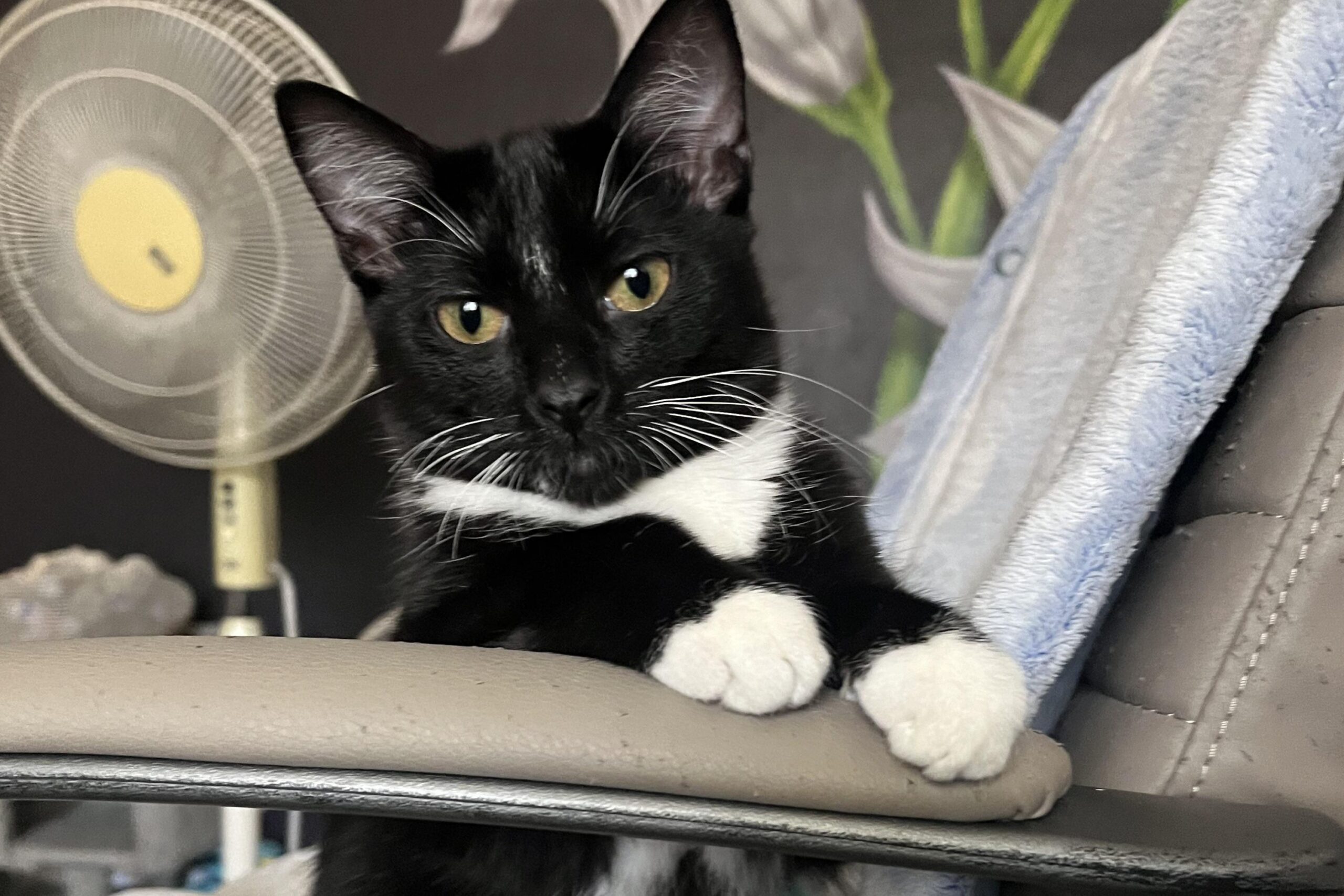 People share the toxic features of their cats - and do not disappoint star-news.press/wp