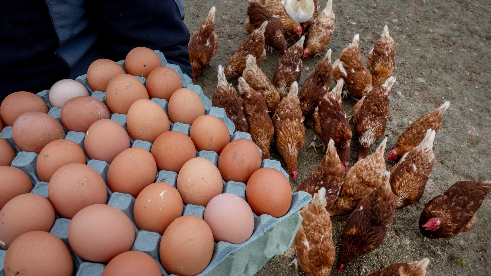 Now they are on an egg in Europe to facilitate the prices at home star-news.press/wp