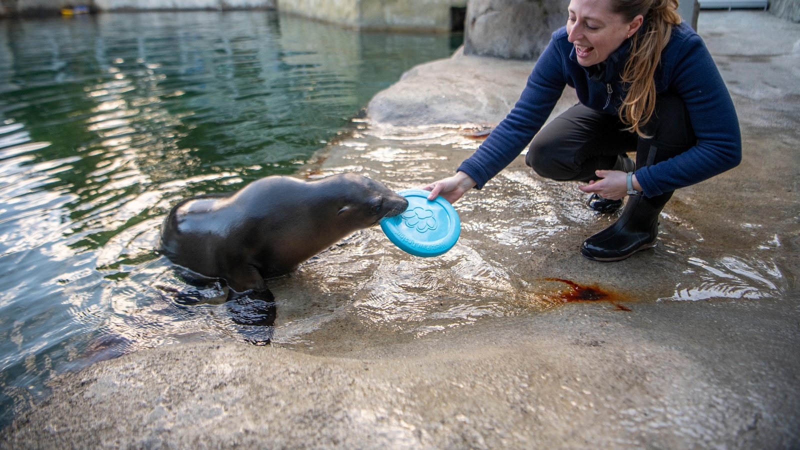Children's sea lion performs the rhythmic gymnastics of feats in the state of Washington star-news.press/wp