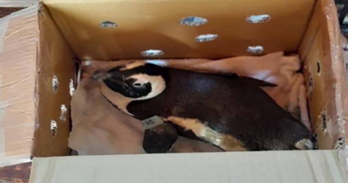 The South African Collision of the helicopter was blamed on the penguin in a box star-news.press/wp