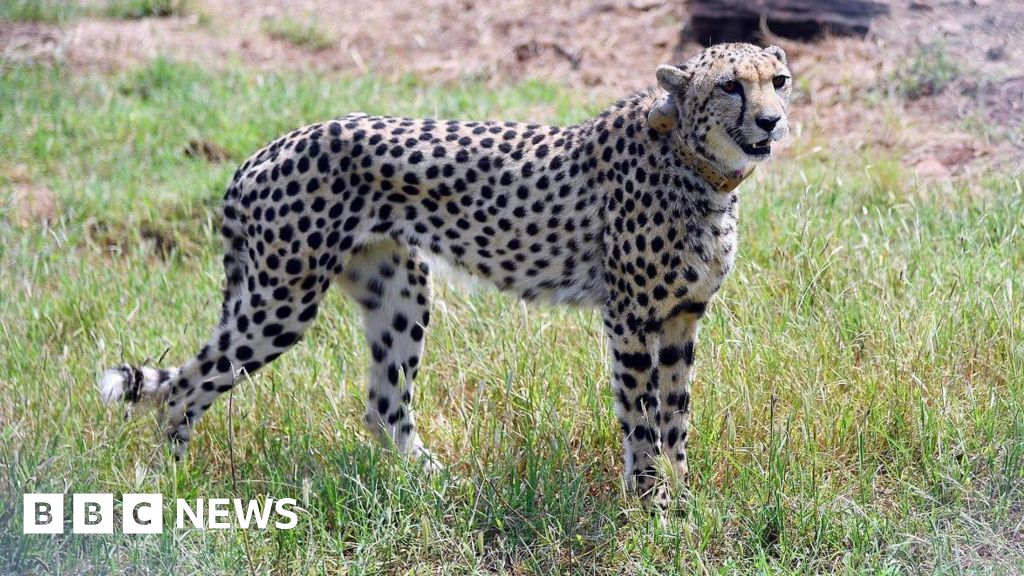 The query against the Indian man saw water to a cheetah in the virus video star-news.press/wp