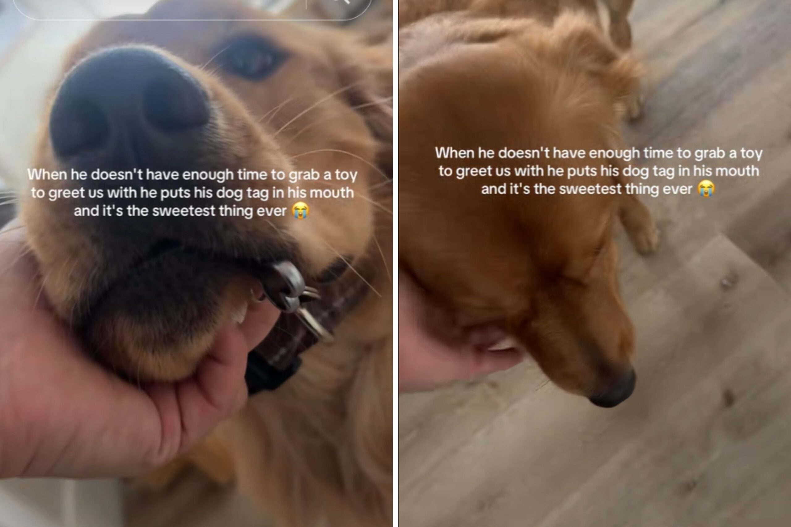 The Golden Retriever catches "the sweetest thing ever" instead of toy to greet the owner star-news.press/wp