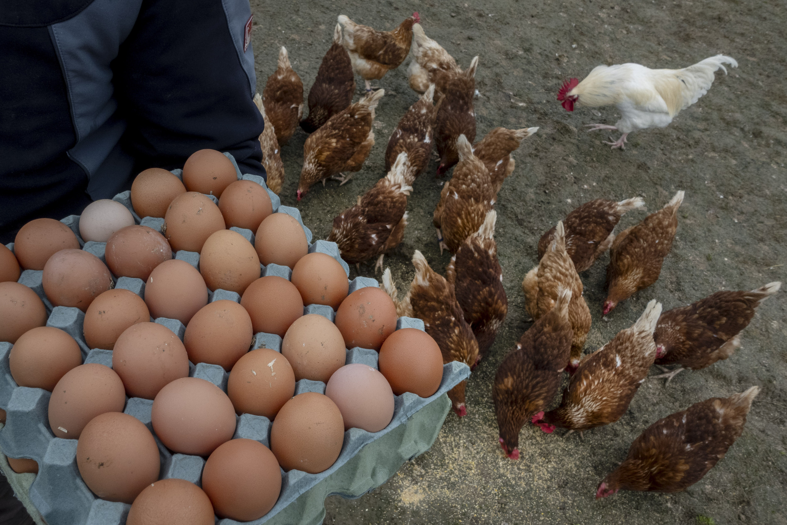 In order for egg prices to change under the Trump Tariff plan star-news.press/wp