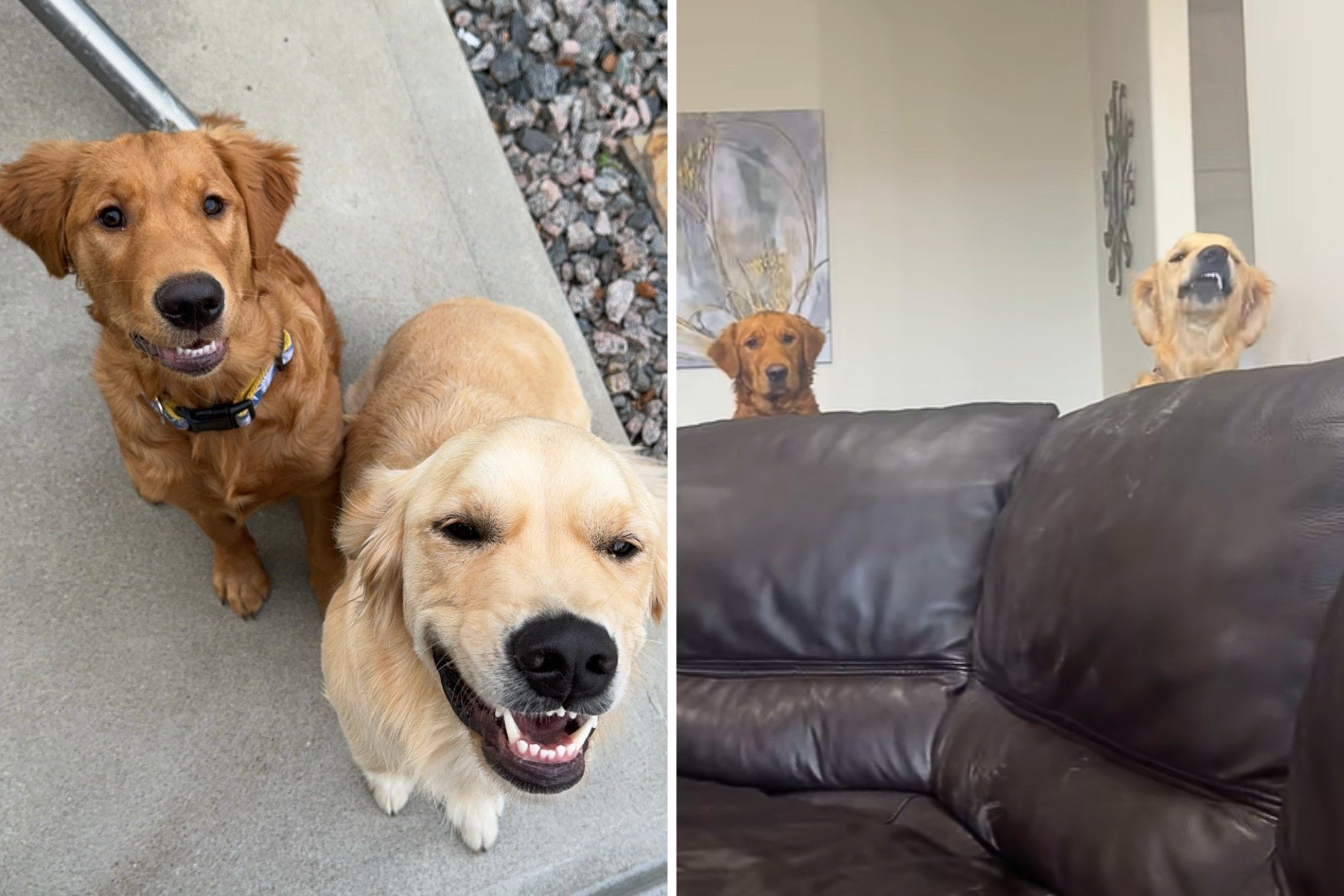 Histerics on how Blatdy The Golden Retriever Duo reacts to a banning of a carpet star-news.press/wp