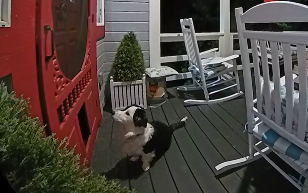 The woman hears 'loudly bump', can't believe what rings on the door reveals star-news.press/wp