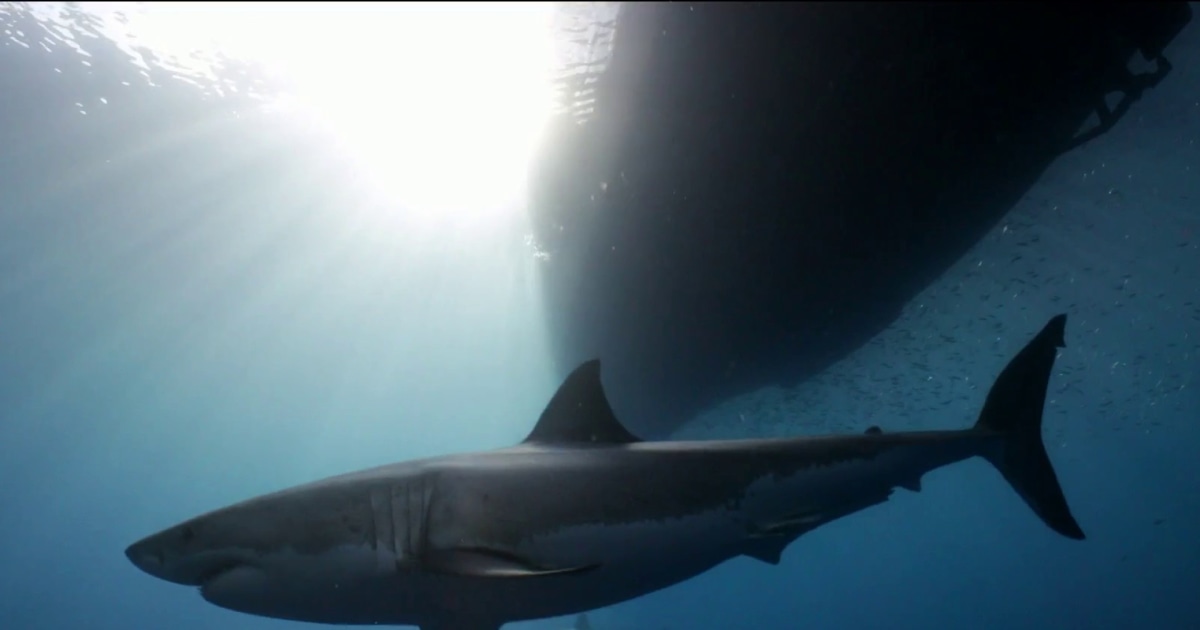 The swimmer bypasses Marthin vineyard in front of 'Jaws' 50. Anniversaries star-news.press/wp