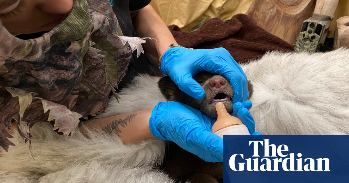 Cubs found alone in the American Forest Now he was raising the staff of wild animals in the costumes in Bear California star-news.press/wp