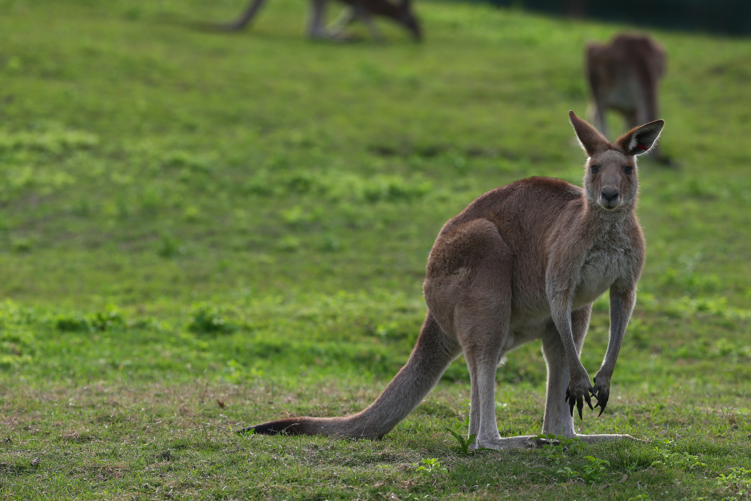 Kangaroo kills man in the zoo star-news.press/wp