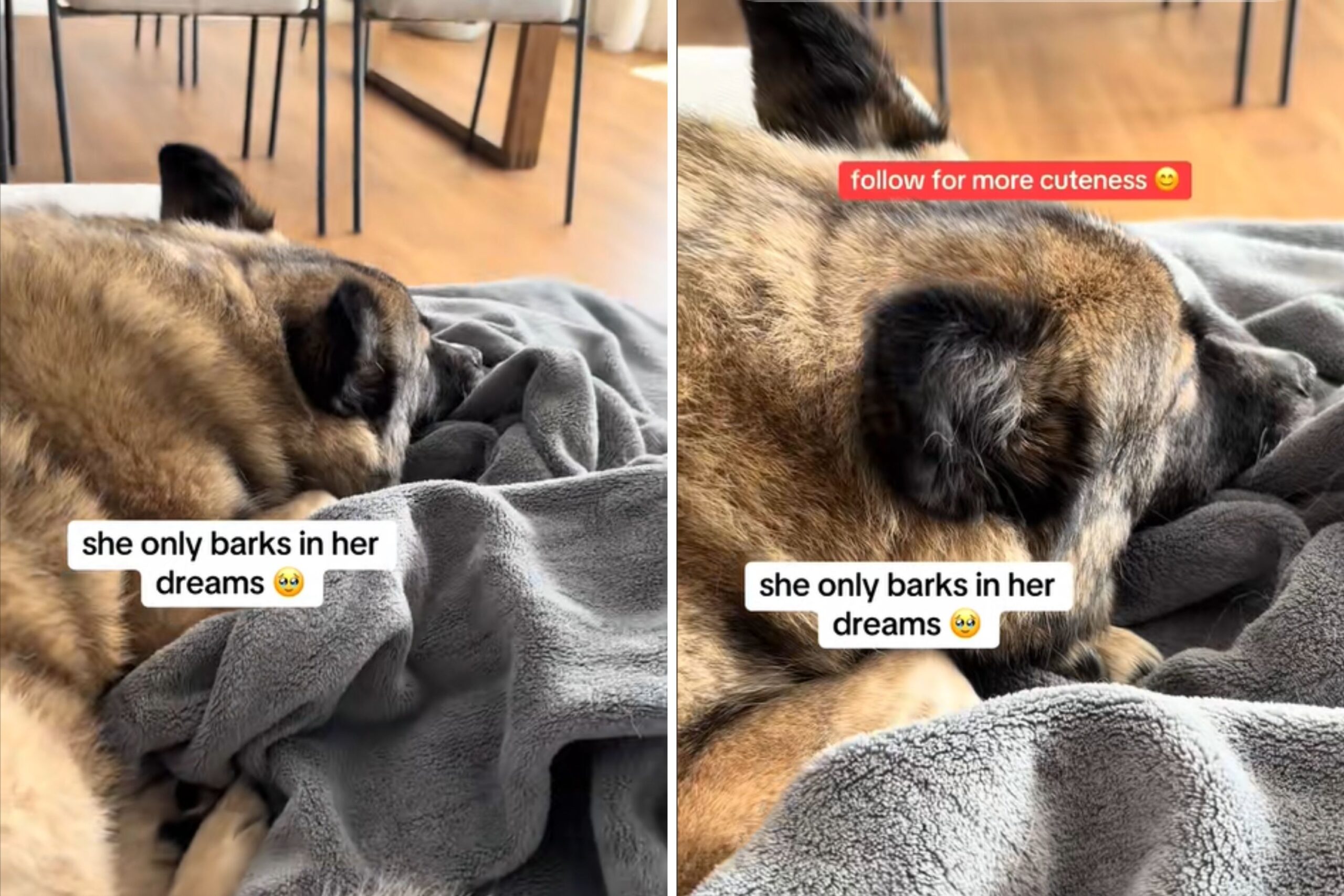 Tears as the owner realizes only the time of rescue dogs ever "in dreams" star-news.press/wp