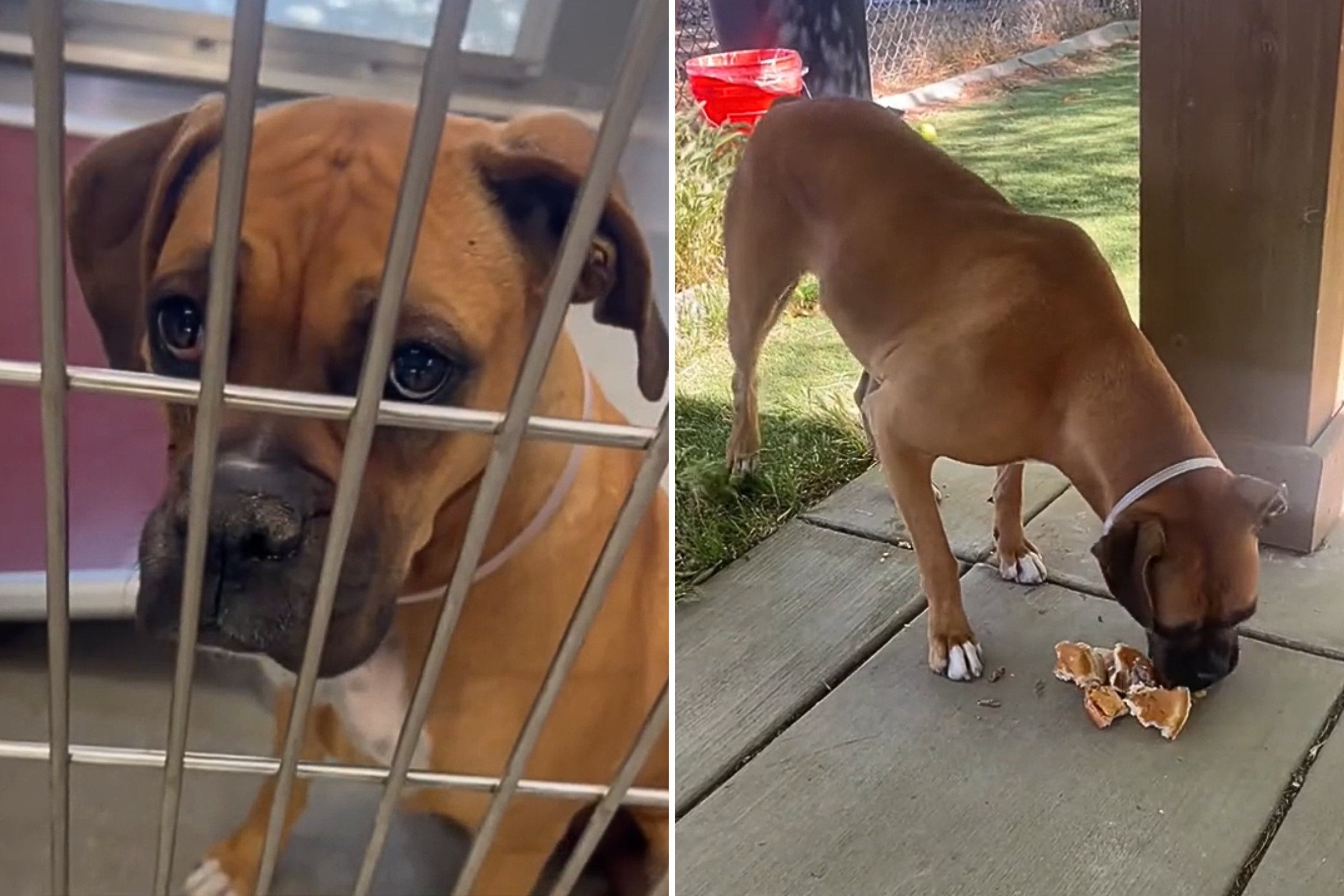 Dog shelter gets the last day before euthanasia - then everything changes star-news.press/wp