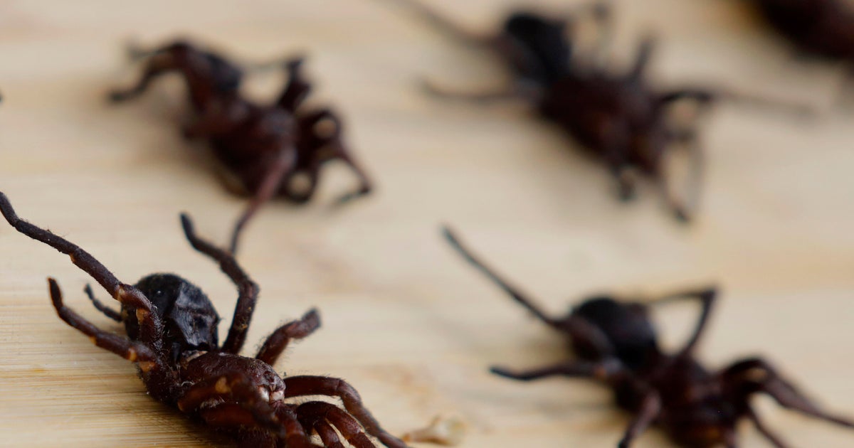 The smuggler stopped with Tarantulas, possible, lizards, authorities say star-news.press/wp