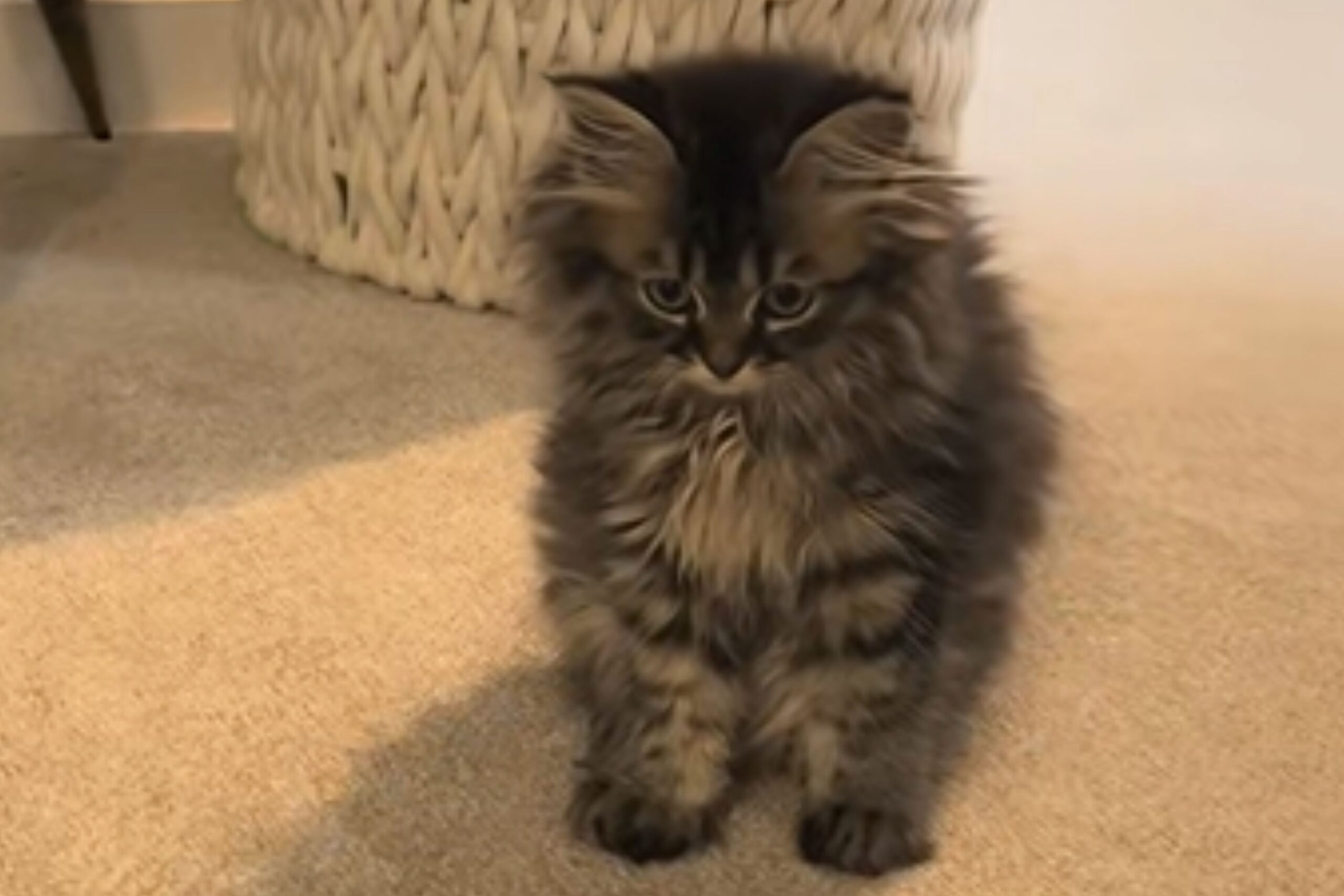 The woman takes a hierarchy to visit the routine veterinarian, "shocked" with what they say to her star-news.press/wp