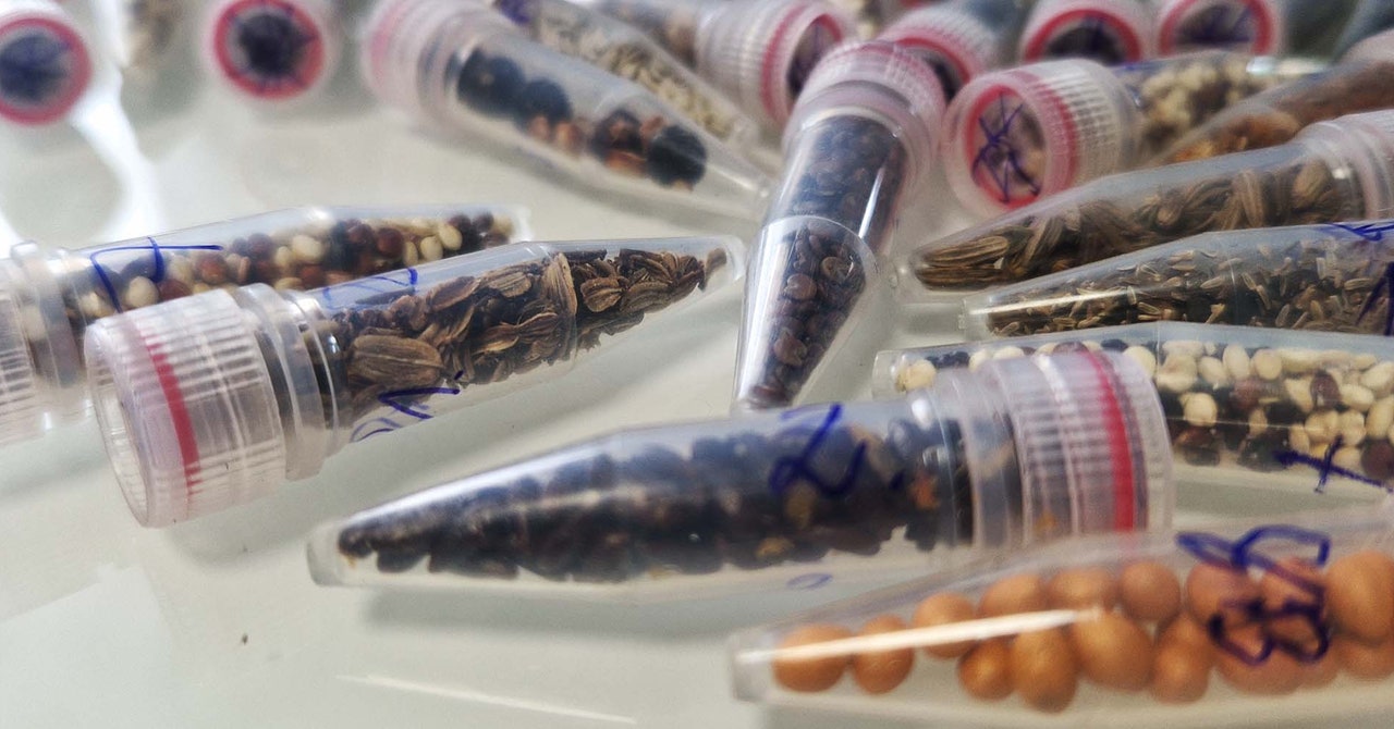 Scientists send cannabis seeds to space