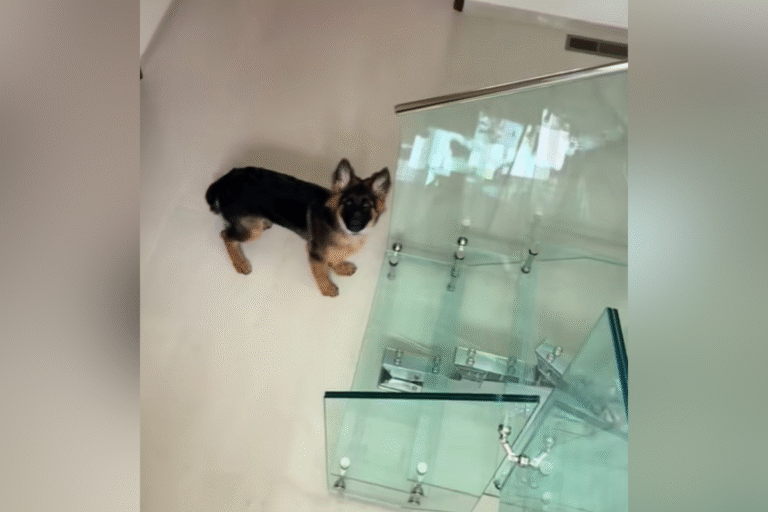 Hysterites in a puppy tries to get the upper floor, and it is in confusion between decisive details star-news.press/wp