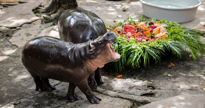 Happy Birthday, Moo Deng: The World Aboved Pygmy Hippo turns 1 - my country star-news.press/wp