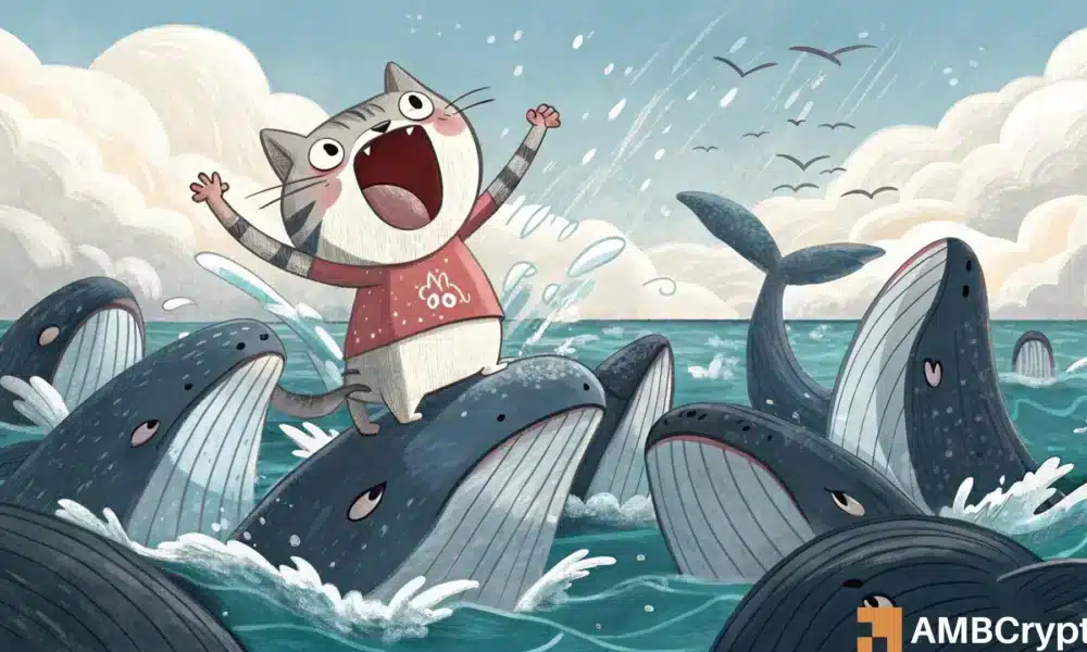 Popcat 16 % pools amid aggressive whale accumulation star-news.press/wp