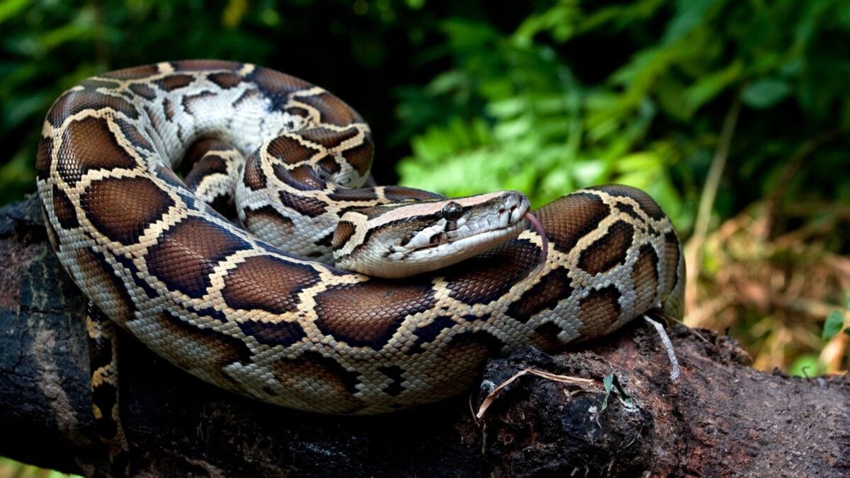 Scientists discover a secret weapon that allows the snake to digest bones