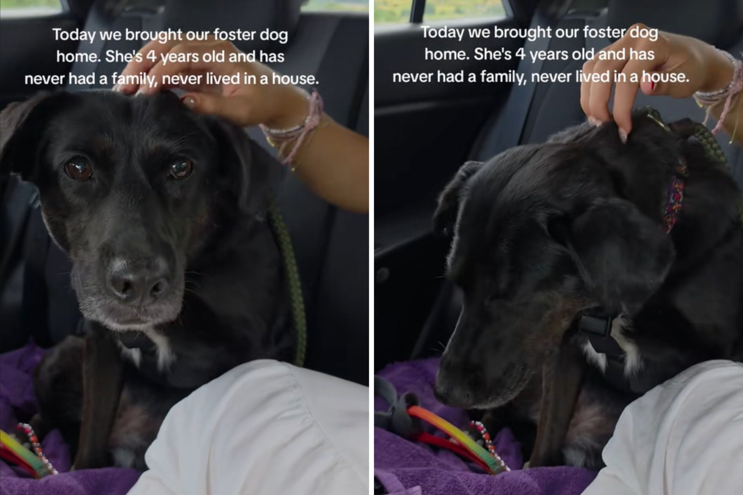 Dog Shelter, 4 years old, enters a car - you don't know that she will go home first star-news.press/wp