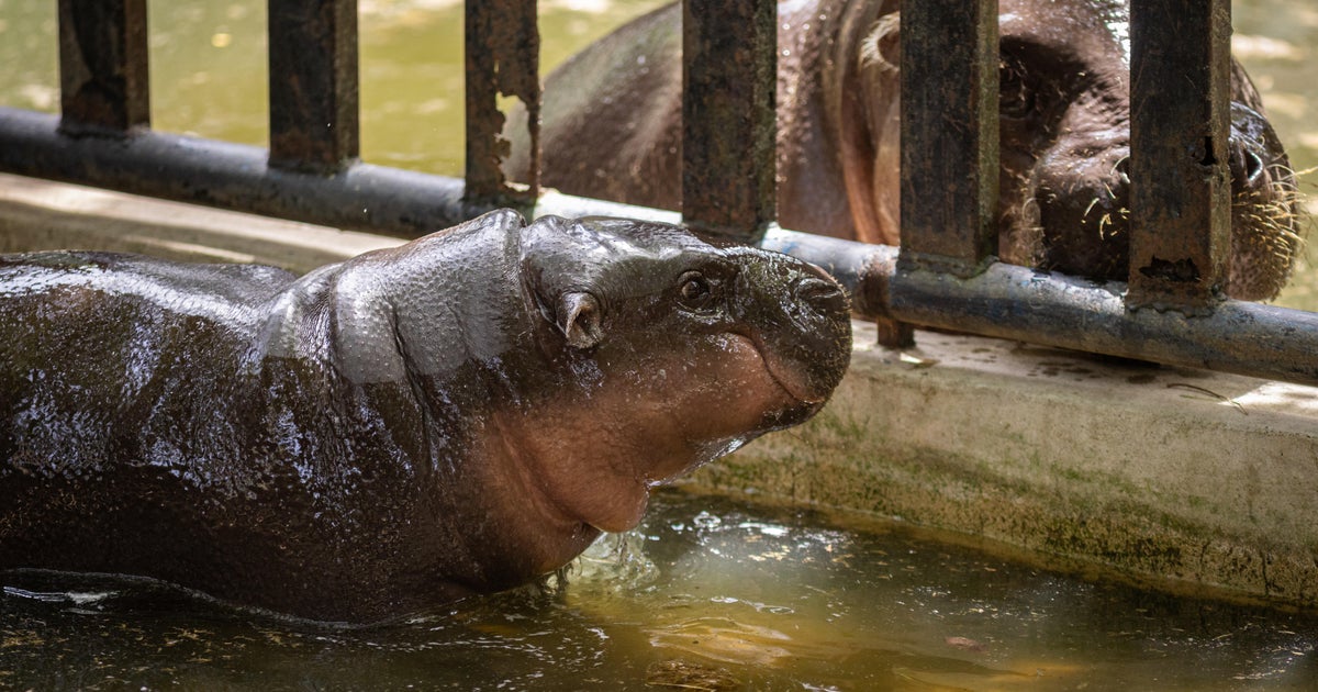 Hippo Moo Deng celebrates his first birthday at the Thailand Zoo star-news.press/wp