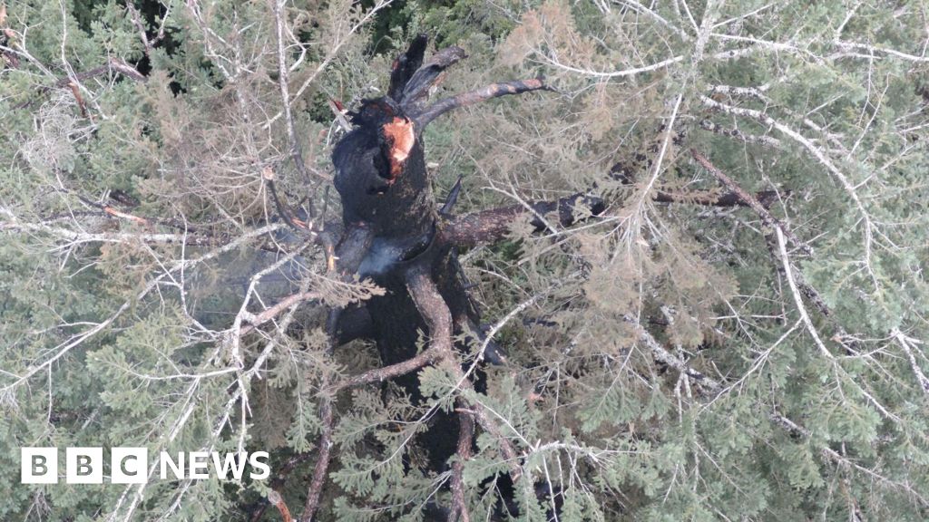 Oregon's firefighter race to save one of the tallest trees in the world star-news.press/wp