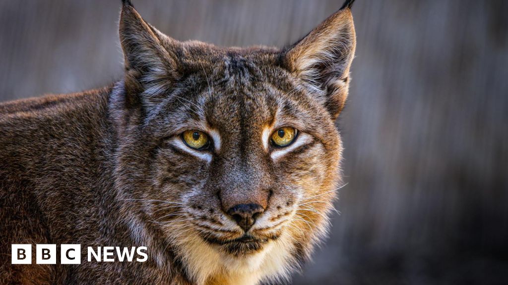 The Aalborg Zoo requests unwanted pets to feed predators star-news.press/wp