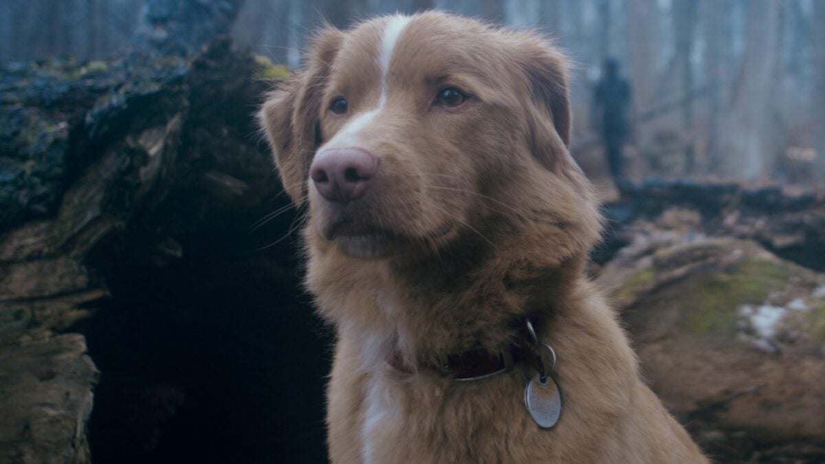 "A good boy" promises real fear with a Fraoy star