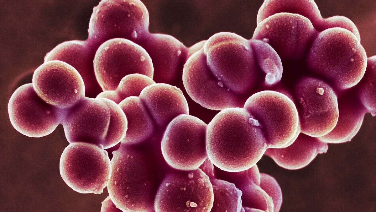 It has given the Massachusetts Institute of Technology Scientists a new tool for fighting bacteria resistant to antibiotics