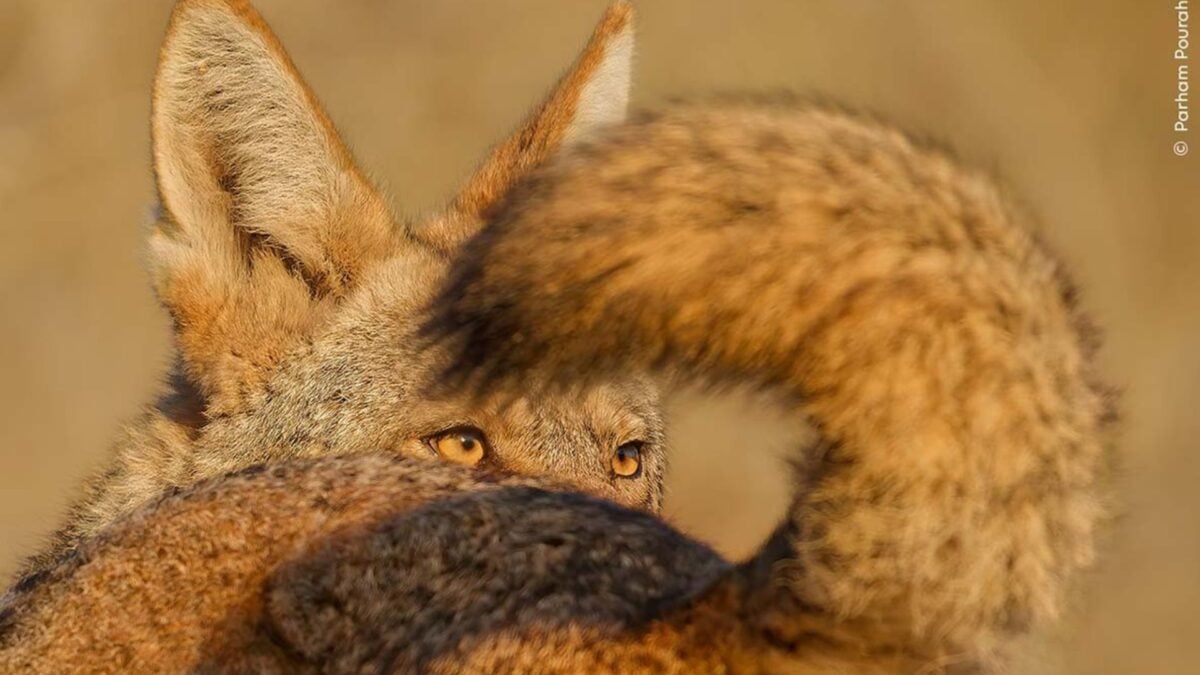 The Feast of Fahd and the Likes is a nap in these amazing wildlife photographers ’entries